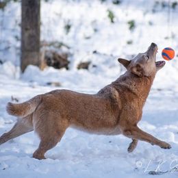 Australian Cattle Dog All Grown Up from Linda Griffiths