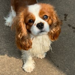 Jimmy - Blenheim male Cavalier King Charles Spaniel puppy in Rockville, Maryland from Skais the Limit Cavaliers