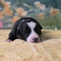 Styxx - Black and white male Border Collie puppy in Avilla, Indiana from Borderline Kennels