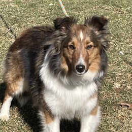 Tia Maria - Shetland Sheepdog