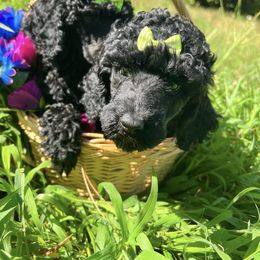 Poodle Puppies from QaeQae Pups