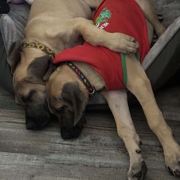 Great Dane Puppies from Phoenix Family Danes