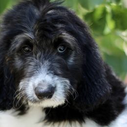 Boy 4 - Black tri-color Aussiedoodle puppy in Dripping Springs, Texas from Doodle Ranch