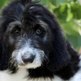 Boy 4 - Black tri-color Aussiedoodle puppy in Dripping Springs, Texas from Doodle Ranch