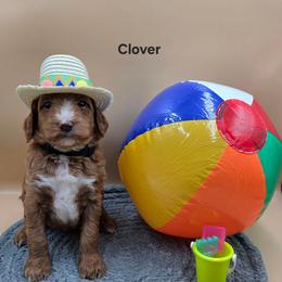 Clover - Red  female Goldendoodle puppy in Summerville, South Carolina from Channys Doodles