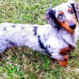 Phantom - Dachshund