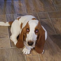 Veruschka - Basset Hound