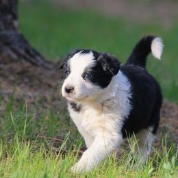 Stevie - Black and white female Border Collie puppy in Custer, South Dakota from Pinpoint Border Collies