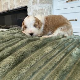 Bernedoodle, Cavapoo, Havanese, and Havapoo Puppies from Lady Paws Puppies - Cassie