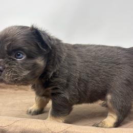 Zeus - Tricolors male French Bulldog puppy in Amarillo, Texas from Bomb City Bulldogs
