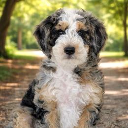 Bear - Tri-color male Bernedoodle puppy in Waco, Texas from Hope Valley Doodles