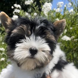 Alabama (Boy1) - Biewer Terrier puppy in California from YorkTown California Biewers
