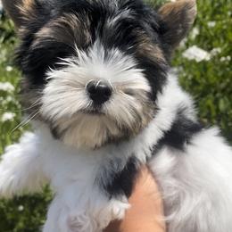 Alabama (Boy1) - Biewer Terrier puppy in California from YorkTown California Biewers