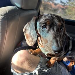 Dachshund and French Bulldog All Grown Up from J.C fur babies