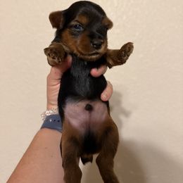 Yorkshire Terrier Puppies from Cuddles of Cuteness