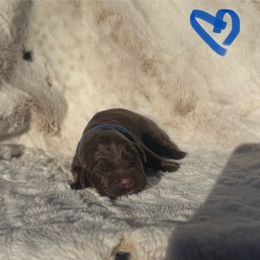 Blue Collar Male - Chocolate male Labrador Retriever puppy in Kissimmee, Florida from SunState Labs