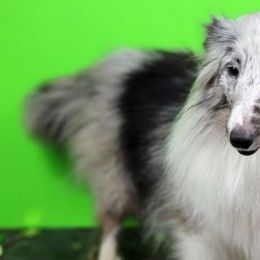 Cherokee - Shetland Sheepdog