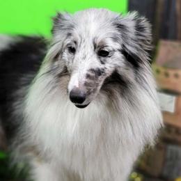 Cherokee - Shetland Sheepdog