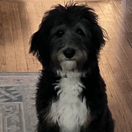 Tootsie - Bernedoodle