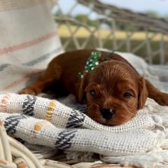 Rex - Red male Cavapoo puppy in El Dorado Springs, Missouri from Cavish's Missouri Cavaliers, Cavapoos, and Miniature Poodles