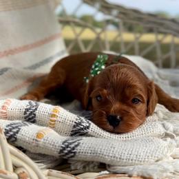 Rex - Red male Cavapoo puppy in El Dorado Springs, Missouri from Cavish's Missouri Cavaliers, Cavapoos, and Miniature Poodles