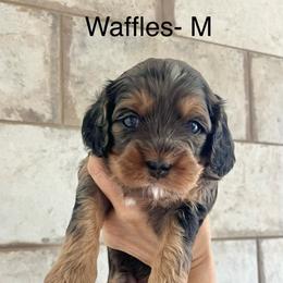 Waffles - Blenheim male Cavapoo puppy in Gilbert, Arizona from Desert Willow Cavapoos