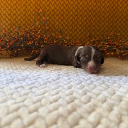 Chili - Piebald male Dachshund puppy in Clifton, Idaho from Diamondline Doberman
