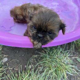 The Runt of the litter - Tricolor male Shih Tzu puppy in Clifton Springs, New York from Whispering Winds Charmed Hollow