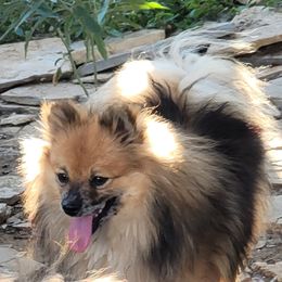 Twilight - Pomeranian