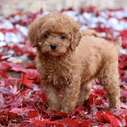 Rusty - Red male Cavapoo puppy in Boardman, Ohio from Taliaferro Kennel