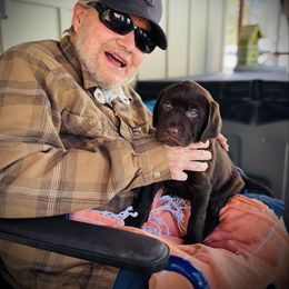 Missy (Now Juno) - Chocolate female Labrador Retriever puppy in Penn Valley, California from Pleasant Valley Creekside Ranch, LLC