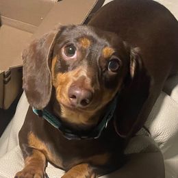 Gracie - Dachshund