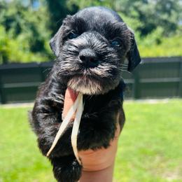 Scar - Black and silver male Miniature Schnauzer puppy in Lehigh Acres, Florida from Regency Schnauzer