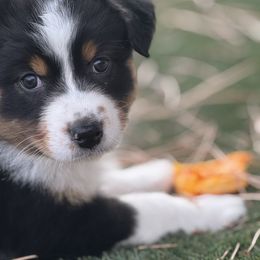 Zoey - Black tri-color female Australian Shepherd puppy in Franktown, Colorado from Double NB Livestock LLC