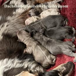 Dachshund puppies from Dachshund Family Love Breeders