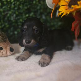 Chase - Black and cream male Dachshund puppy in Centerville, Georgia from Mel's LowRider Ranch