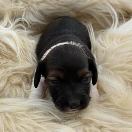 Finn - Piebald male Dachshund puppy in Greenup, Kentucky from Tygart Creek Dachshunds