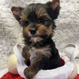 Dinner - Black and tan male Yorkshire Terrier puppy in Parma Heights, Ohio from Yorkie Darlings ANGELHEARTS YORKIES
