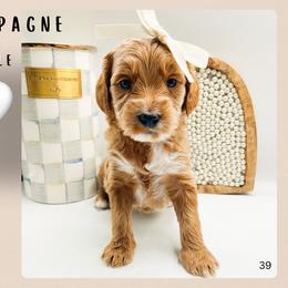 Champagne - Red  female Goldendoodle puppy in Hilton, New York from The House of Goldendoodle