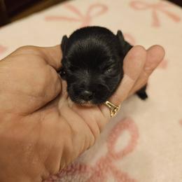 Angel - Black and tan female Yorkshire Terrier puppy in Jamestown, Tennessee from Royal  Furbabies