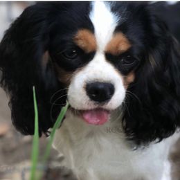 Jesse - Cavalier King Charles Spaniel