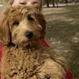 Shania - Goldendoodle