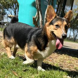 American Corgis and Pembroke Welsh Corgis from Lexi's Cajun Kennels