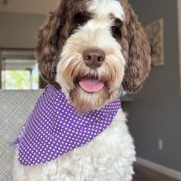 Grace - Australian Labradoodle