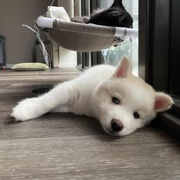 Pomsky Puppies from SD Pomskies