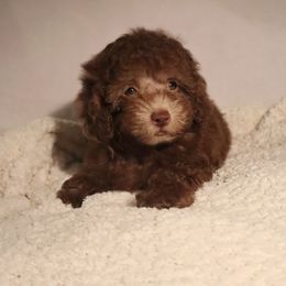Poodle Puppies from Pawsh Petites