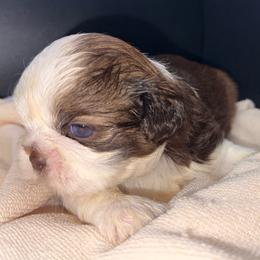 Parti B - Liver and white male Shih Tzu puppy in Albany, New York from Precious Shihpoo’s and Luxurious Shih Tzu’s