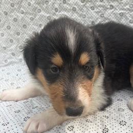Lilith - Black white and tan female Collie puppy in Yulee, Florida from Three Collie Farm