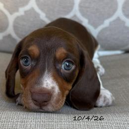 Buster - Chocolate and tan male Dachshund puppy in Joshua Tree, California from Desert Dreams Ranch