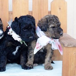 Bernedoodle Puppies from The Canine Society